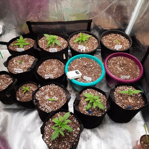 E-M Strawberry Duke auto growlog timeline photo