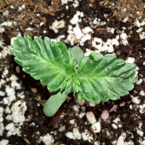 E-M Strawberry Duke auto growlog timeline photo