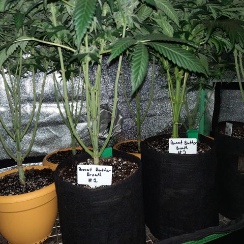 Royal Jewels F1 #1 growlog timeline photo