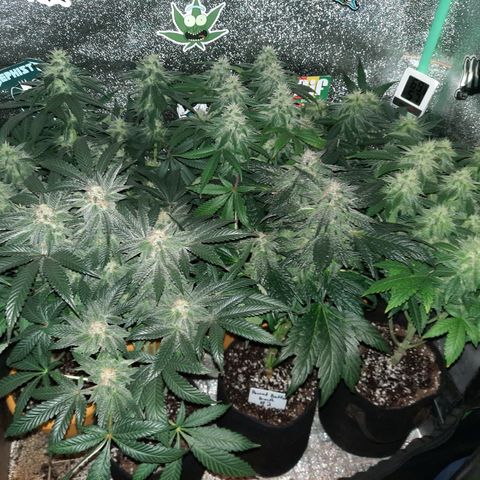Royal Jewels F1 #1 growlog timeline photo