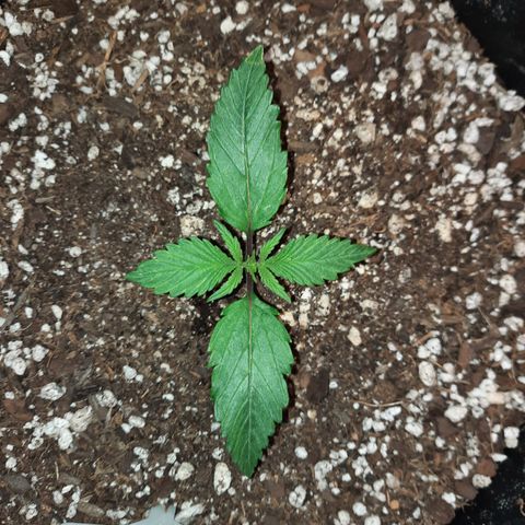 Dark Devil auto growlog timeline photo