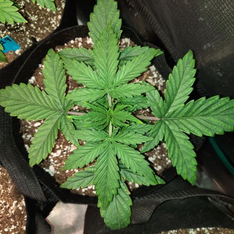 E-M Cake auto growlog timeline photo