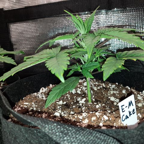 E-M Cake auto growlog timeline photo
