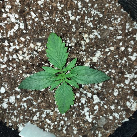 Madmartigan growlog timeline photo