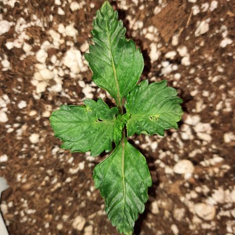 E-M Strawberry Duke auto growlog timeline photo
