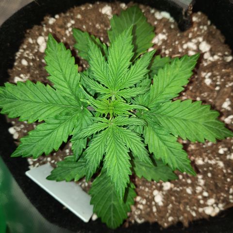 E-M Bruce vs Raoul auto growlog timeline photo