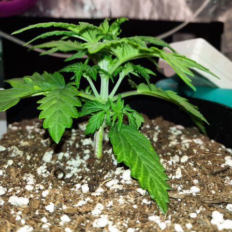 E-M Bruce vs Raoul auto growlog timeline photo