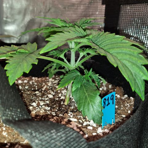 San Diego Sunsets growlog timeline photo