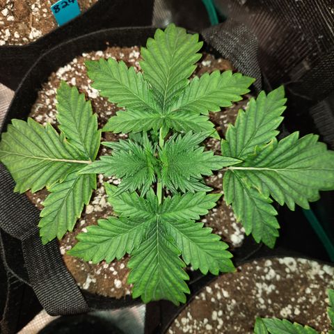 San Diego Sunsets growlog timeline photo