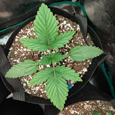 33 Sunsets growlog timeline photo