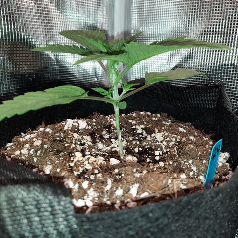 33 Sunsets growlog timeline photo