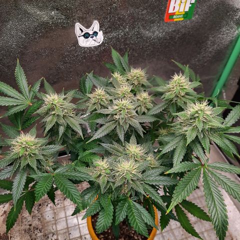 Royal Jewels F1 #1 growlog timeline photo