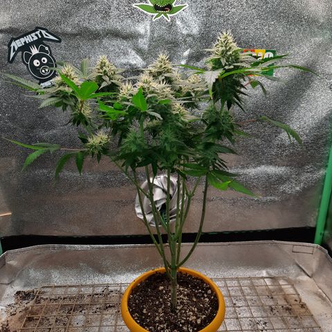 Royal Jewels F1 #1 growlog timeline photo