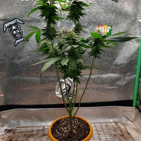 Royal Jewels F1 #2 growlog timeline photo