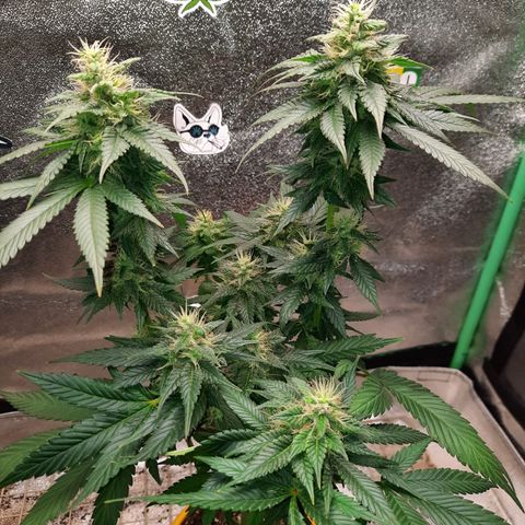 Royal Jewels F1 #2 growlog timeline photo