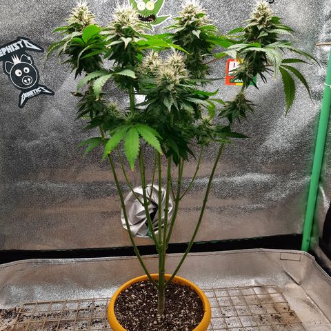Royal Jewels F1 #4 growlog timeline photo
