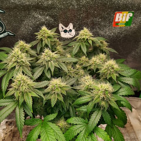 Royal Jewels F1 #5 growlog timeline photo