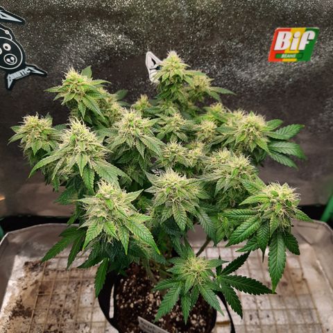 Royal Jewels F1 #5 growlog timeline photo