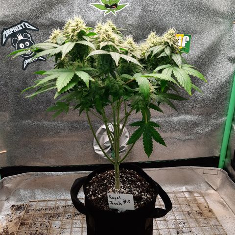 Royal Jewels F1 #5 growlog timeline photo