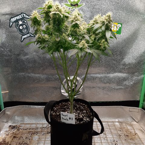 Royal Jewels F1 #5 growlog timeline photo