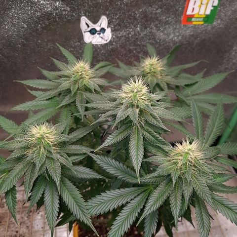 Royal Jewels F1 #6 growlog timeline photo