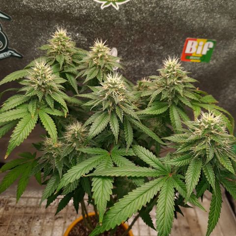 Royal Jewels F1 #4 growlog timeline photo