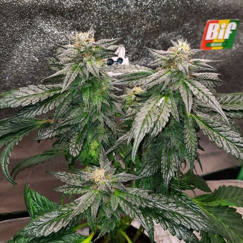 Peanut Butter Breath S1 #2 growlog timeline photo