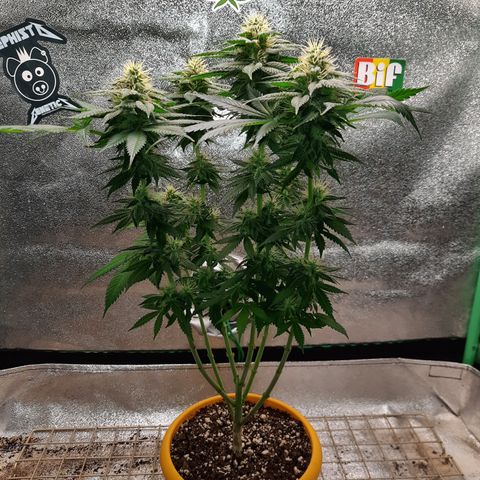 Royal Jewels F1 #6 growlog timeline photo