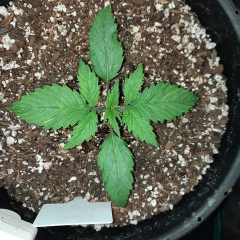 Dark Devil auto growlog timeline photo