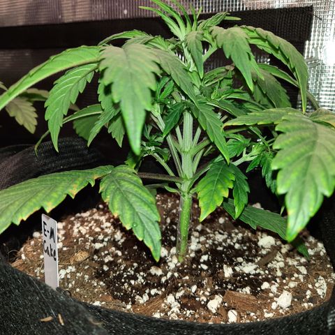 E-M Cake auto growlog timeline photo