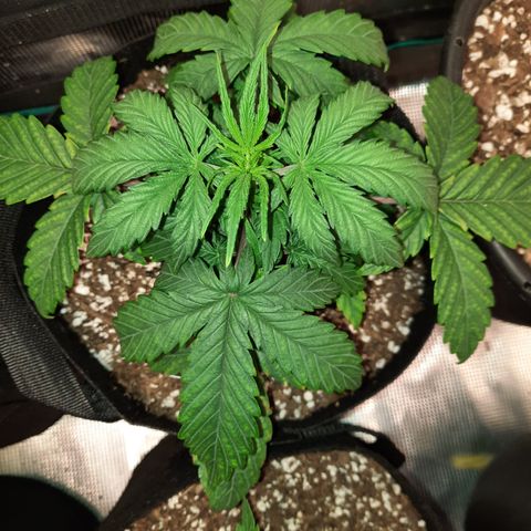 E-M Cake auto growlog timeline photo