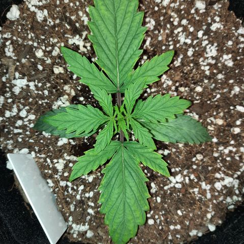 Madmartigan growlog timeline photo