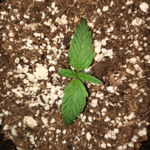 Raoul's Poison growlog timeline photo