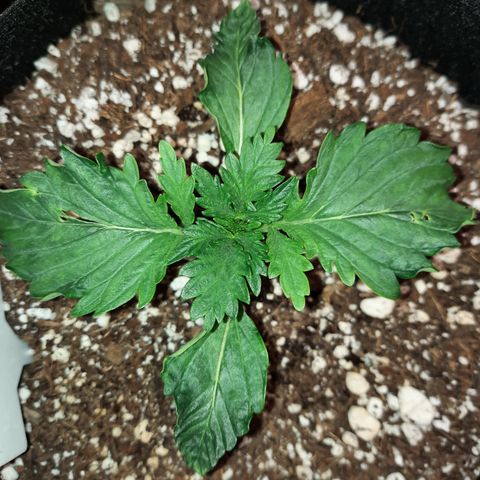 E-M Strawberry Duke auto growlog timeline photo