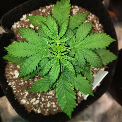 E-M Bruce vs Raoul auto growlog timeline photo