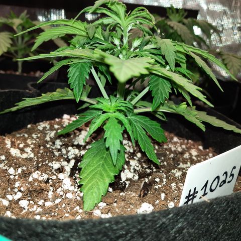 E-M Bruce vs Raoul auto growlog timeline photo