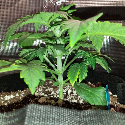 San Diego Sunsets growlog timeline photo