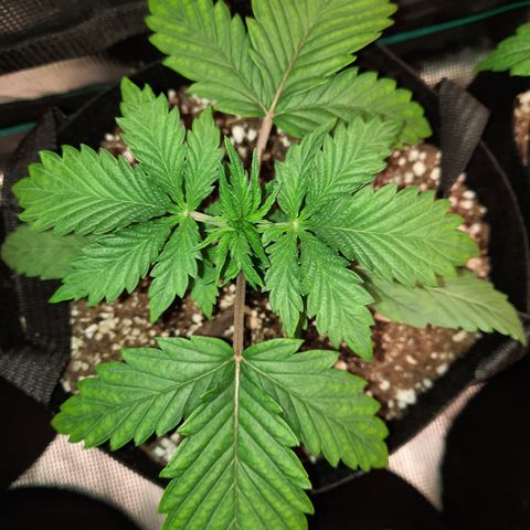 33 Sunsets growlog timeline photo