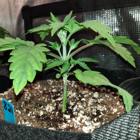33 Sunsets growlog timeline photo