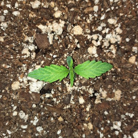 Easy Bud auto growlog timeline photo