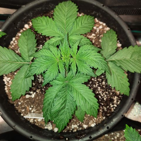 Dark Devil auto growlog timeline photo