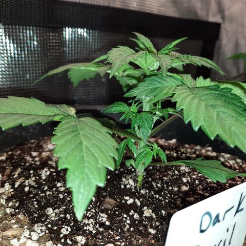 Dark Devil auto growlog timeline photo