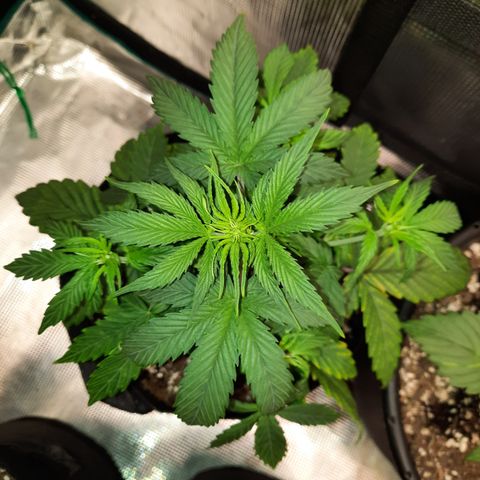 E-M Cake auto growlog timeline photo
