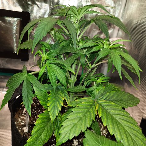 E-M Cake auto growlog timeline photo