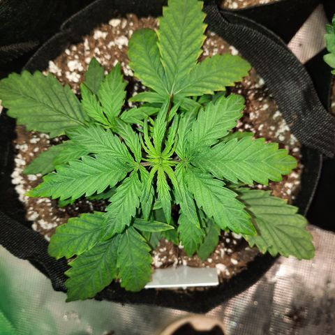 Madmartigan growlog timeline photo