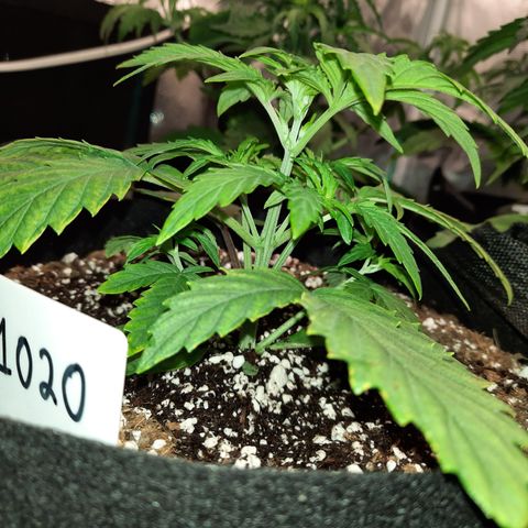 Madmartigan growlog timeline photo