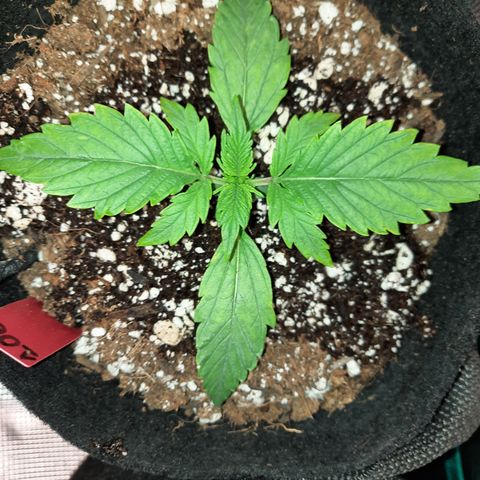 Raoul's Poison growlog timeline photo