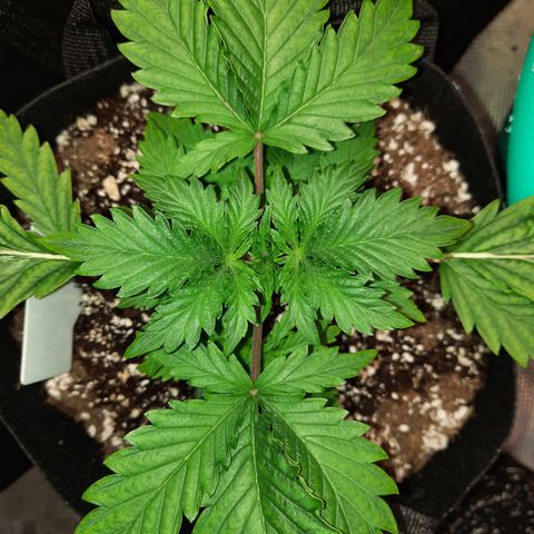 E-M Strawberry Duke auto growlog timeline photo