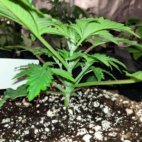 E-M Strawberry Duke auto growlog timeline photo