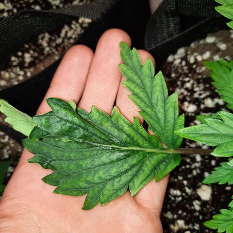 E-M Strawberry Duke auto growlog timeline photo